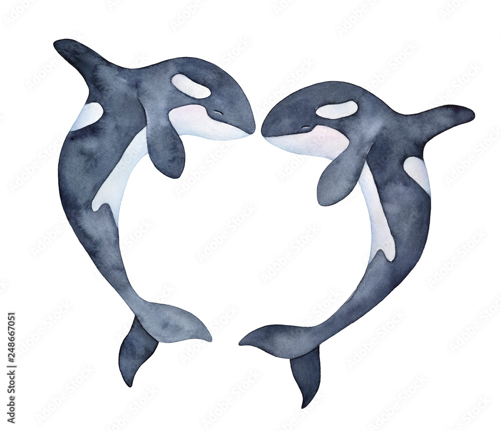 Two spotted jumping ocean orcas, shaped as love heart silhouette. Cute,  romantic characters. Handdrawn water color graphic drawing on white,  isolated element for design, decoration, templates, prints. Stock  Illustration | Adobe Stock, image size:1000x860