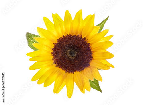 Foto  FLOWER OF SUNFLOWER