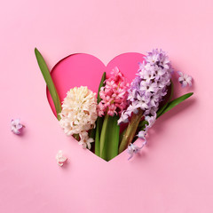 Hyacinth flowers in hole in heart shaped form over pink punchy pastel background. Top view, flat lay. Square crop. Spring, summer or garden concept. Present for Woman day