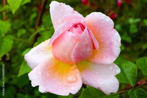 Photographie Rose Gloria Dei blooming at night after rain