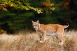 The Eurasian lynx (Lynx lynx) a young lynx in yellow grass, autumn forest background.