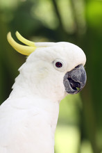 The Yellow-crested Cockatoo (Cacatua Sulphurea) Also Known As The Lesser Sulphur-crested Cockatoo, Portait With Green Background.