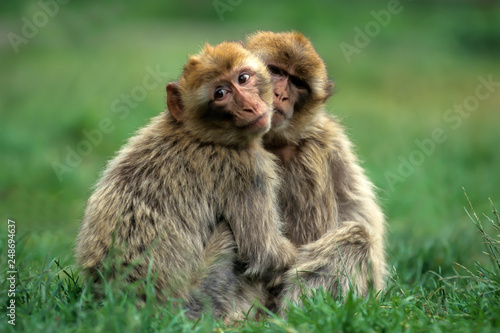 Barbary macaque (Macaca sylvanus),Magot  native to Morocco, Algeria and Gibralta Canvas Print