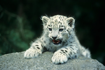 Snow Leopard (Uncia uncia)