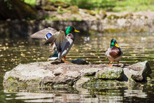 Male Mallard Duck Stands On A Rock In The Lake And Spread Wings