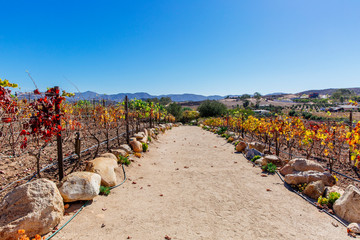 Vineyard in Valle de Guadalupe, Ensanada, Baja, Mexico on a bright sunny day