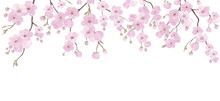 Branch With Pink Blooming Flowers. Sakura Flowers Background