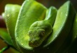 © J&MDiversity - Green tree python on a branch.