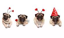 Four Cute Valentine Love Pug Puppy Dogs, With Hearts, Hanging On White Banner, Isolated