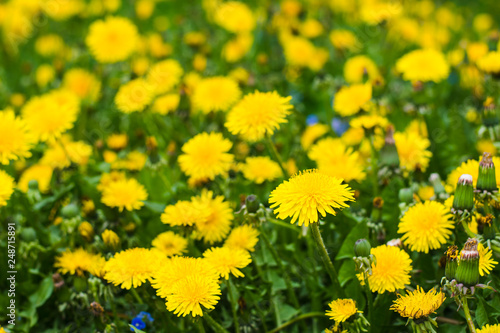 beautiful yellow dandelions in the natural environment Billede på lærred