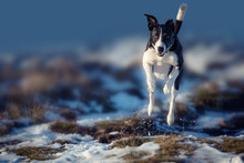 Black & White Collie Cross Lurcher Dog Having Fun And Jumping In The Snow Landscape Of Wales, UK