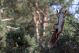 Fototapeta Zwierzęta - Red squirrel, Sciurus vulgaris, leaping upwards between birch tree branches with woodland background during winter in Scotland.
