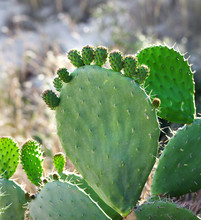 Cactus Opuntia - Prickly Pear With Baby Pad