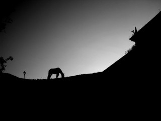 Horse silhouette