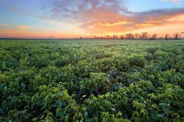 farm field at sunset / bright colorful landscape of the field of Ukraine