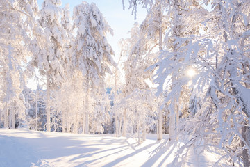 Lapland in winter, the sun's rays Shine through the branches of trees. Winter landscape, lots of snow and sun.