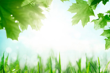 Green grass with tree leafs over sunny blue sky spring background