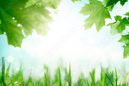 Green grass with tree leafs over sunny blue sky spring background