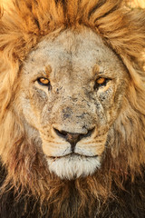 Canvas Print - Portrait of a big African lion.