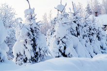 Small Spruce Trees In The Winter Forest Covered With Lots Of Snow