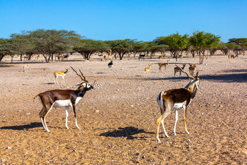 Fight of two young antelopes in a safari park on Sir Bani Yas Island, Abu Dhabi, UAE