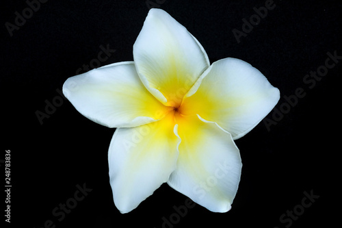 Plumeria flowers on a black background