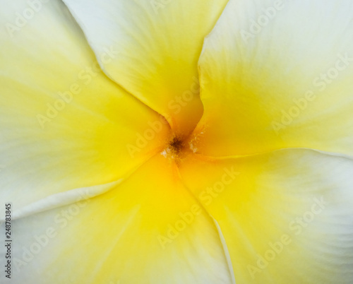 Plumeria close-up