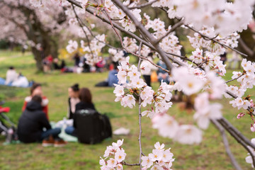 Wall Mural - People having picnic under cherry trees in Tokyo, Japan　東京の公園で花見をする人々