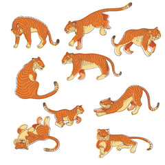 Wall Mural - vectoe set of hand drawn tigers in different actions. large predatory cat with orange striped coat. 