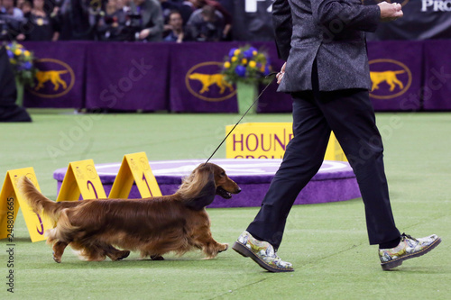 Walmar Solo S Omg A Longhaired Dachshund Won First In The Hound