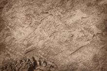 Some Parts Of Artificial Dinosaur Fossil Background