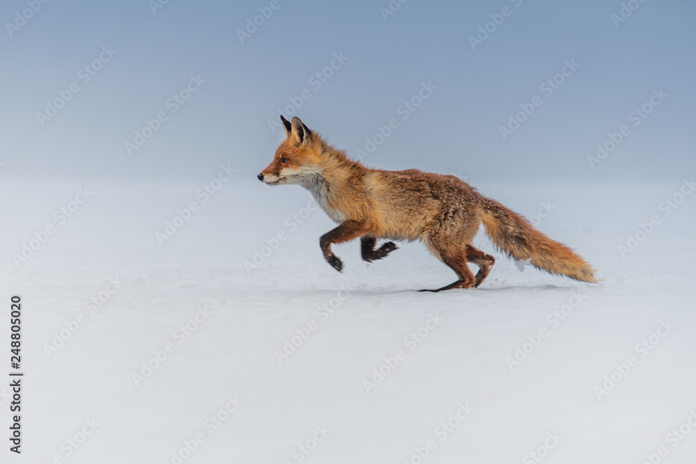 Red fox (Vulpes vulpes) with a bushy tail hunting in the snow in winter in Algonquin Park in Canada - obrazy, fototapety, plakaty 