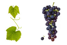 Bunch Of Red Grapes With Leaves And Copy Space In Middle
