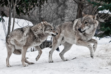 Wall Mural - Angry female wolf growls at male wolf during mating games, winter snow background,