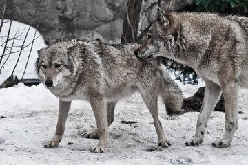 Wall Mural - The wolves are male and female during the rut (mating games), the wolf cares for the she-wolf, the predatory animals are playing, the winter