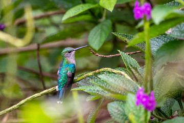 Blue hummingbird Violet Sabrewing flying next to beautiful red flower. Tinny bird fly in jungle. Wildlife in tropic Costa Rica. Two bird sucking nectar from bloom in the forest. Bird behaviour