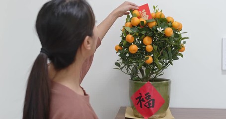 Canvas Print - Woman prepare pot of Mandarin orange for decoration at home with chinese calligraphy, word mean luck