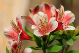 Fototapeta Kwiaty - Inkalilien (Alstroemeria) Blüten im Sommer