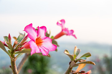 Wall Mural - Azalea flowers beautiful is blooming for background