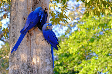 Hyacinth Macaw, Anodorhynchus Hyacinthinus, or Hyacinthine Macaw, Pantanal, Mato Grosso do Sul, Brazil