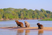Capybara Family, Hydrochoerus Hydrochaeris, Also Called Chiguire, Chiguiro And Carpincho, Cuiaba River, Pantanal, Brazil