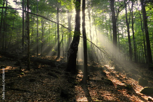 prześwity słońca w lesie, drzewa