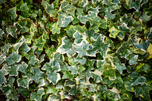 Hedera Helix Yellow Green Ivy Carpet Goldchild Spreads Along The Ground. Original Texture Of Natural Greens. Background From The Beautiful Colored Leaves Of Ivy. Nature Concept For Design