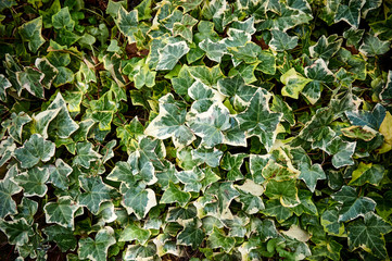 Hedera helix yellow green ivy carpet Goldchild spreads along the ground. Original texture of natural greens. Background from the beautiful colored leaves of ivy. Nature concept for design