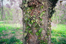 Detail Of The Bark On Tree Trunk With Ivy Vine 
