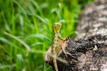 Wall Mural - close-up view of cute colorful exotic chameleon