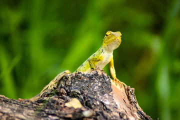 Wall Mural - Beautiful green chameleon - Stock Photo - Image