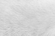 White cat fur texture for background , Natural animal short smooth patterns skin