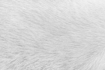Wall Mural - White cat fur texture for background , Natural animal short smooth patterns skin