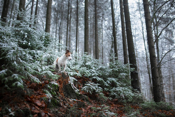 small dog on nature in the winter in hoarfrost. Late autumn. Pet in the forest outdoors. Breed Jack Russell Terrier